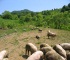 信州小谷村で放牧し育てた真に健康な信州産の豚です。